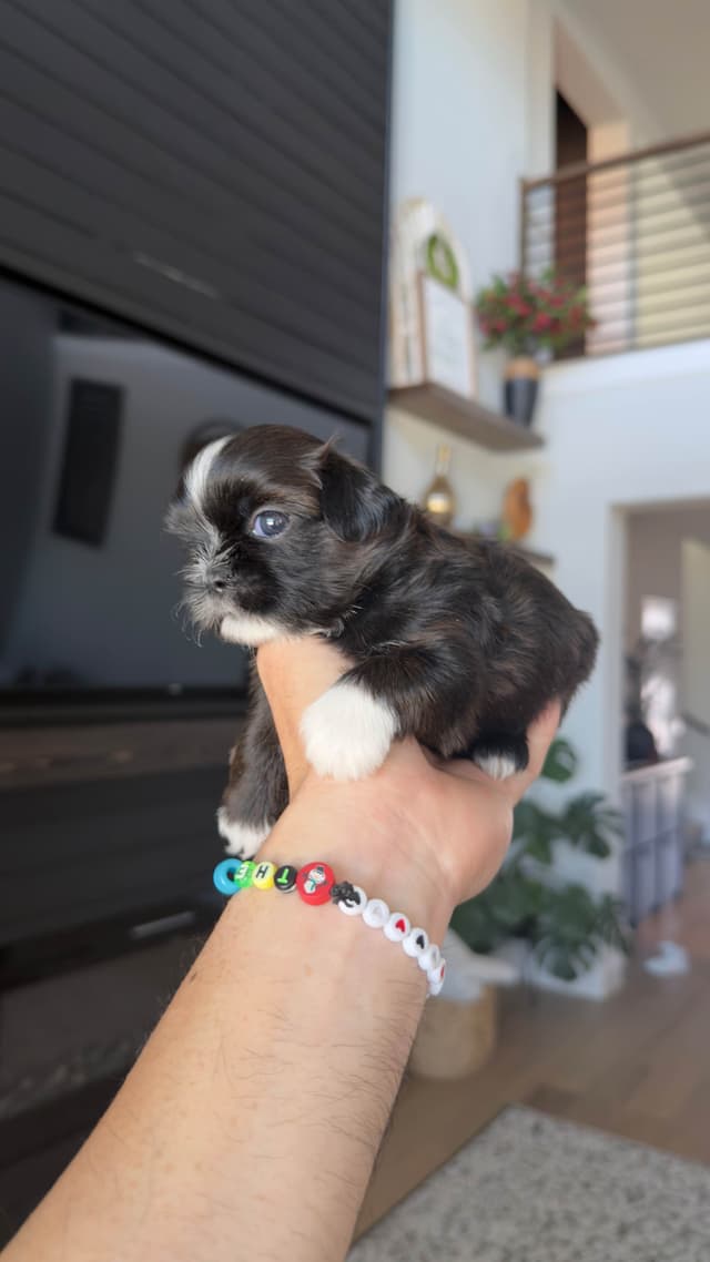 Shih Tzu Puppies media 20