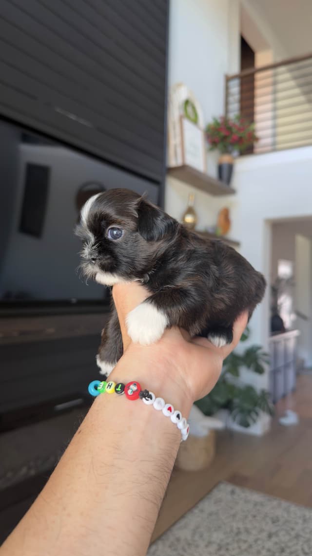Shih Tzu Puppies media 22