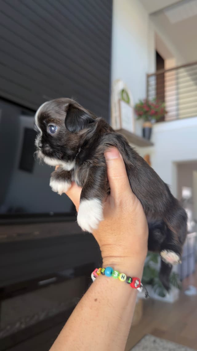 Shih Tzu Puppies media 23