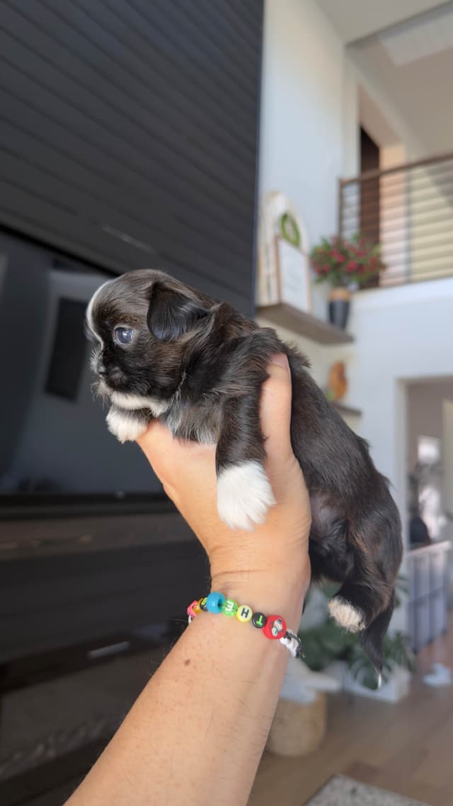 Shih Tzu Puppies media 24