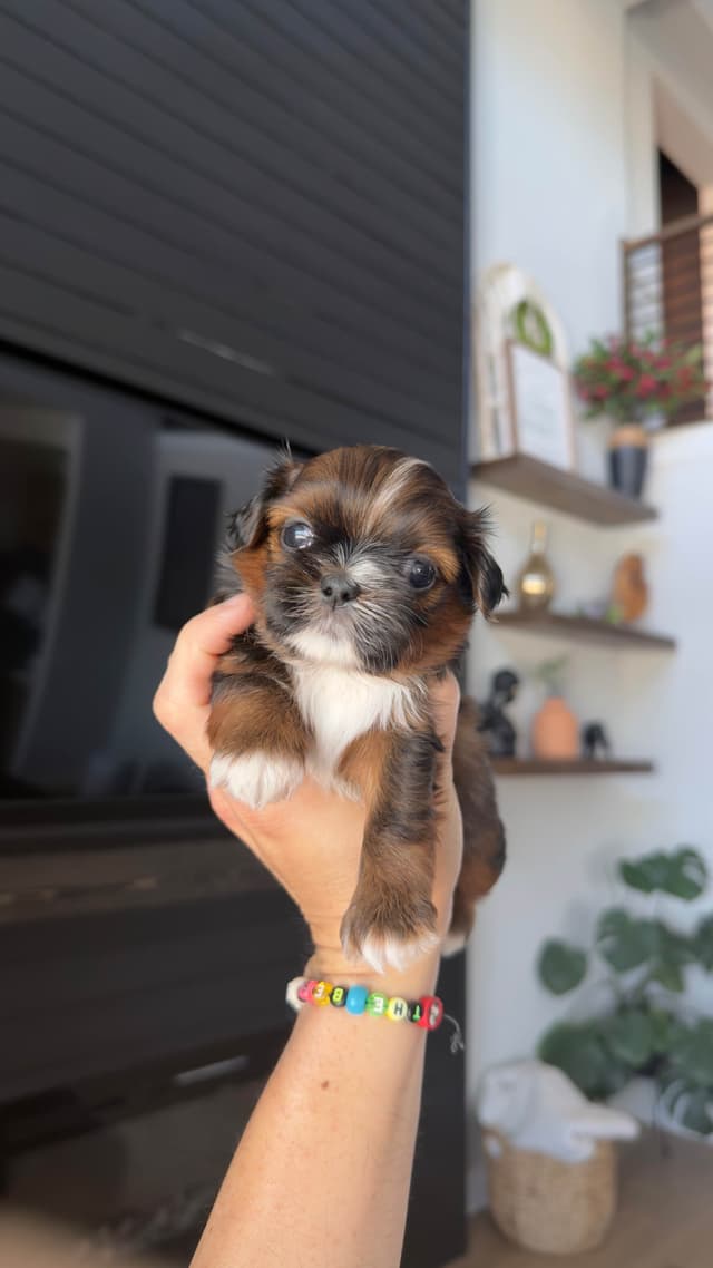 Shih Tzu Puppies media 26