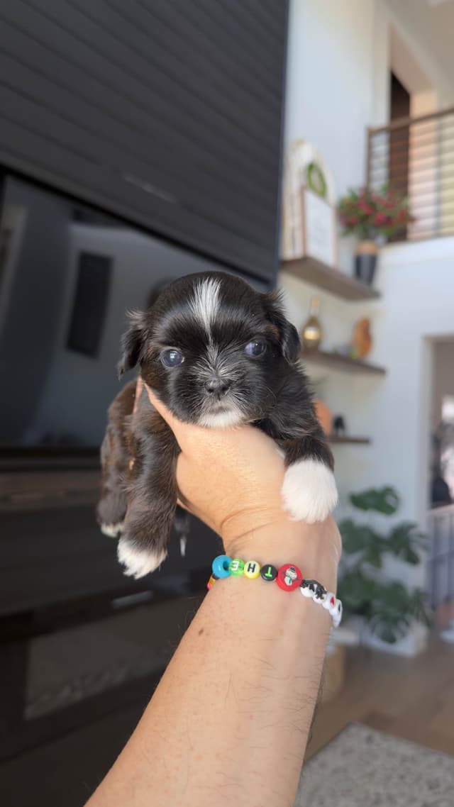 Shih Tzu Puppies media 25