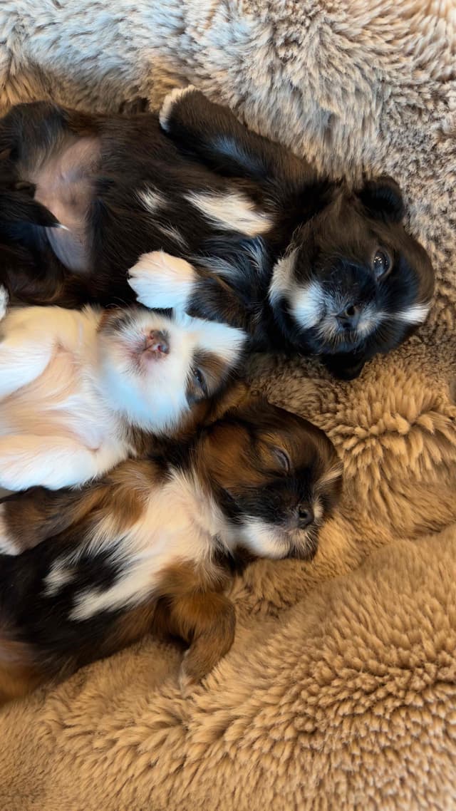 Shih Tzu Puppies media 27