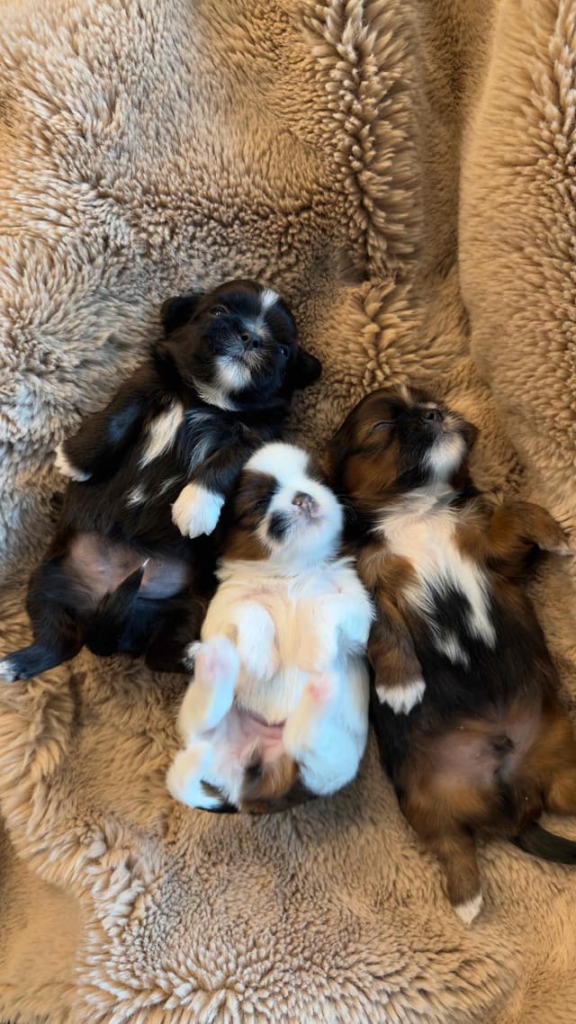 Shih Tzu Puppies media 28