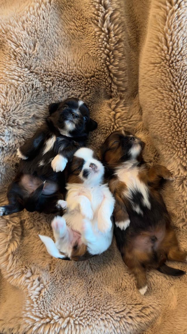 Shih Tzu Puppies media 29