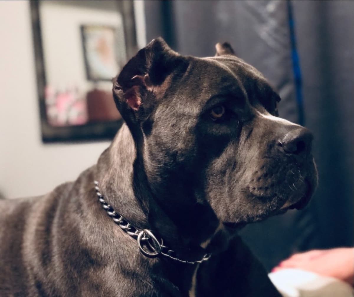 Cane Corso Puppies breeder image 1