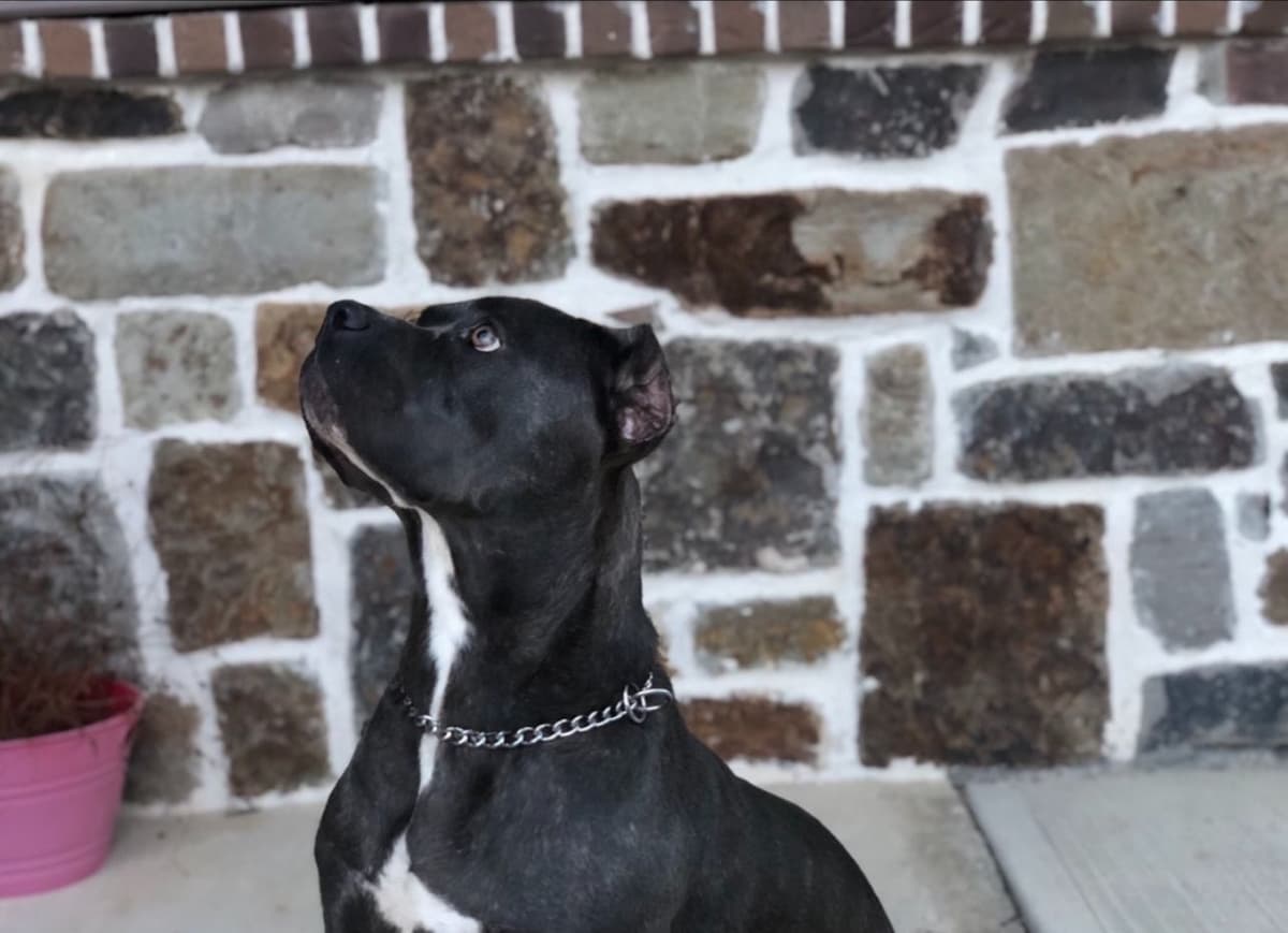 Cane Corso Puppies breeder image 2