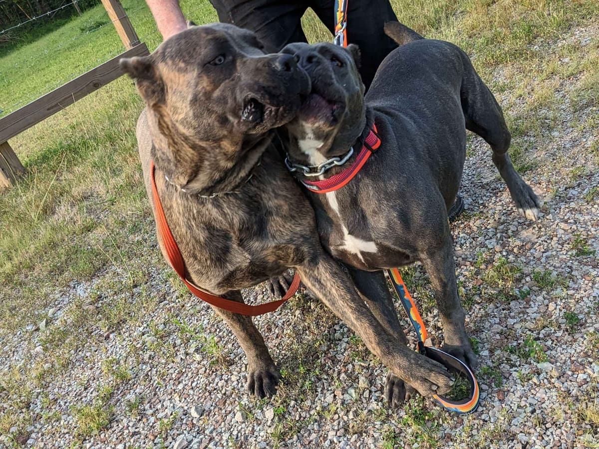 Cane Corso Puppies breeder image 3