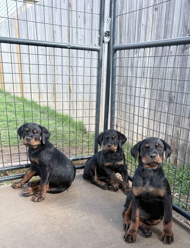 Rottweiler Puppies media 3