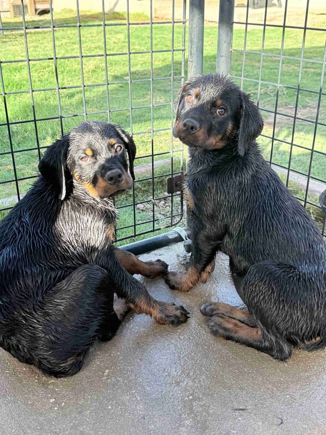 Rottweiler Puppies media 4