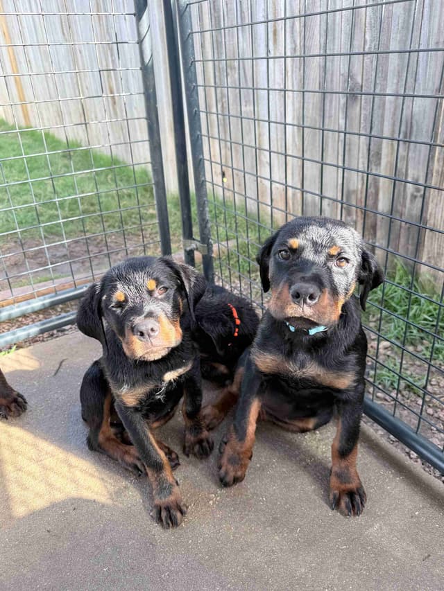 Rottweiler Puppies media 5