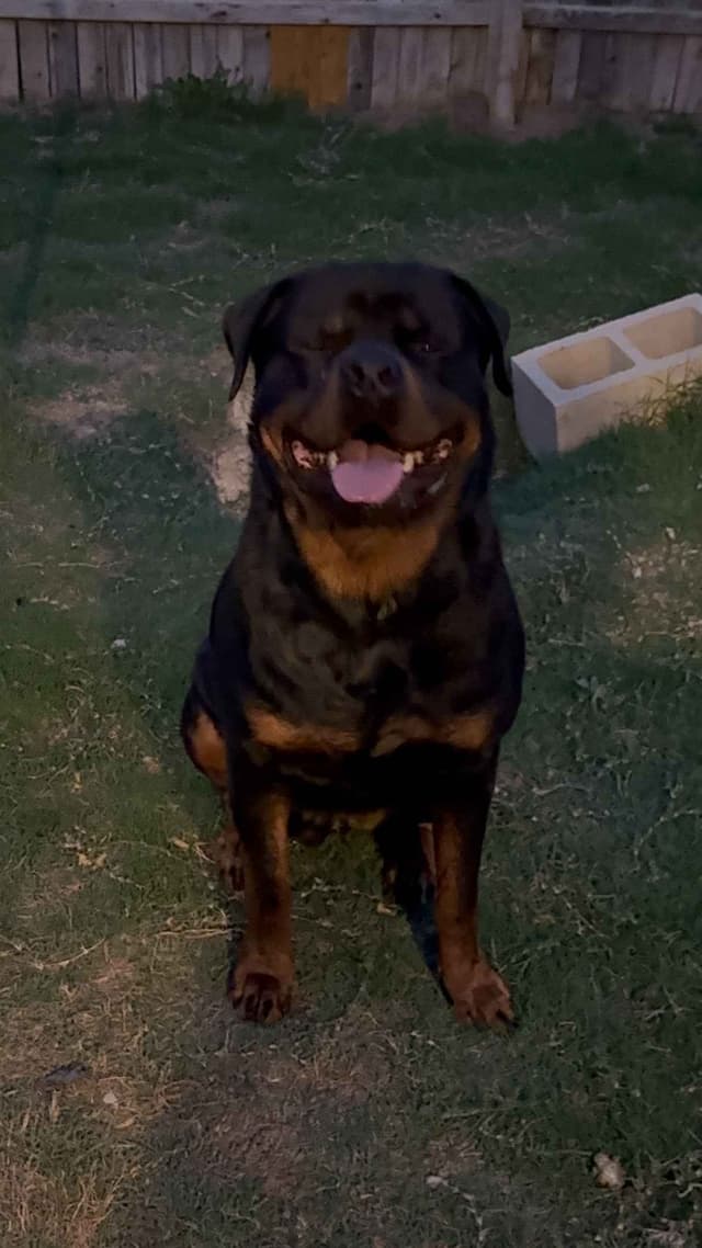 Rottweiler Puppies media 6