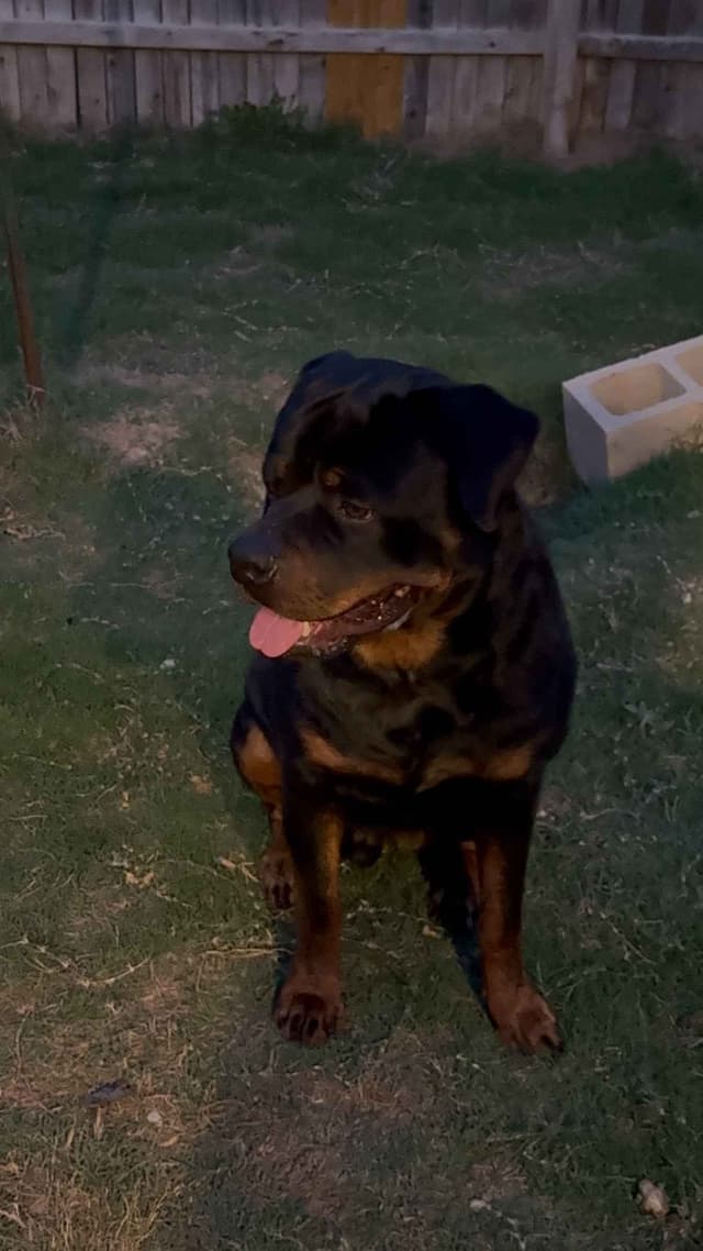 Rottweiler Puppies media 7