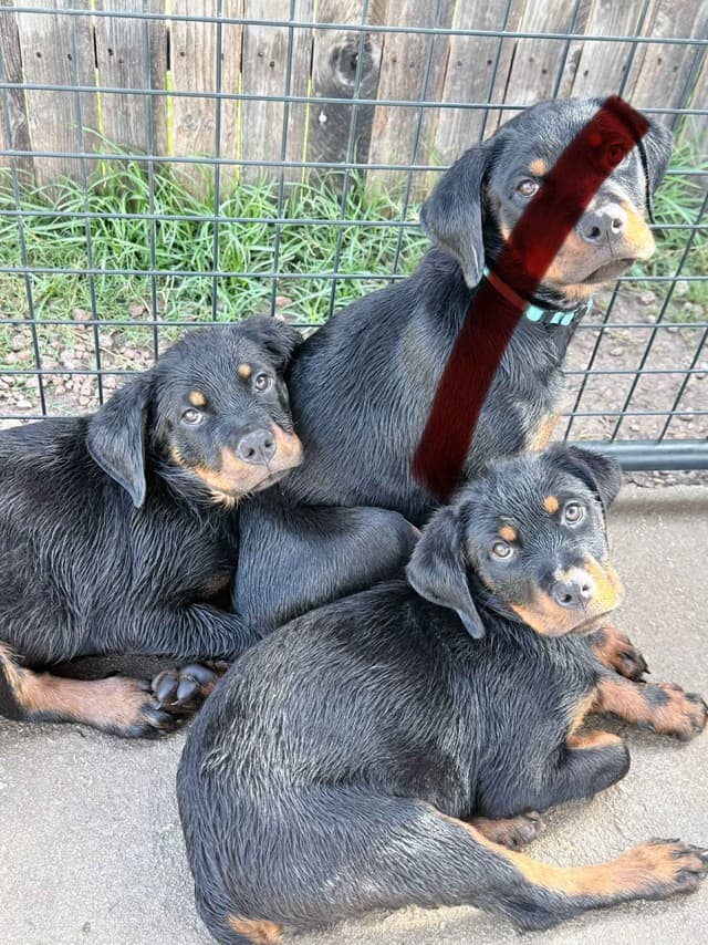 Rottweiler Puppies media 9