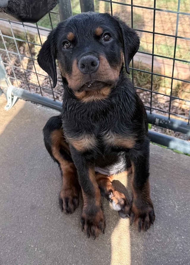 Rottweiler Puppies media 10