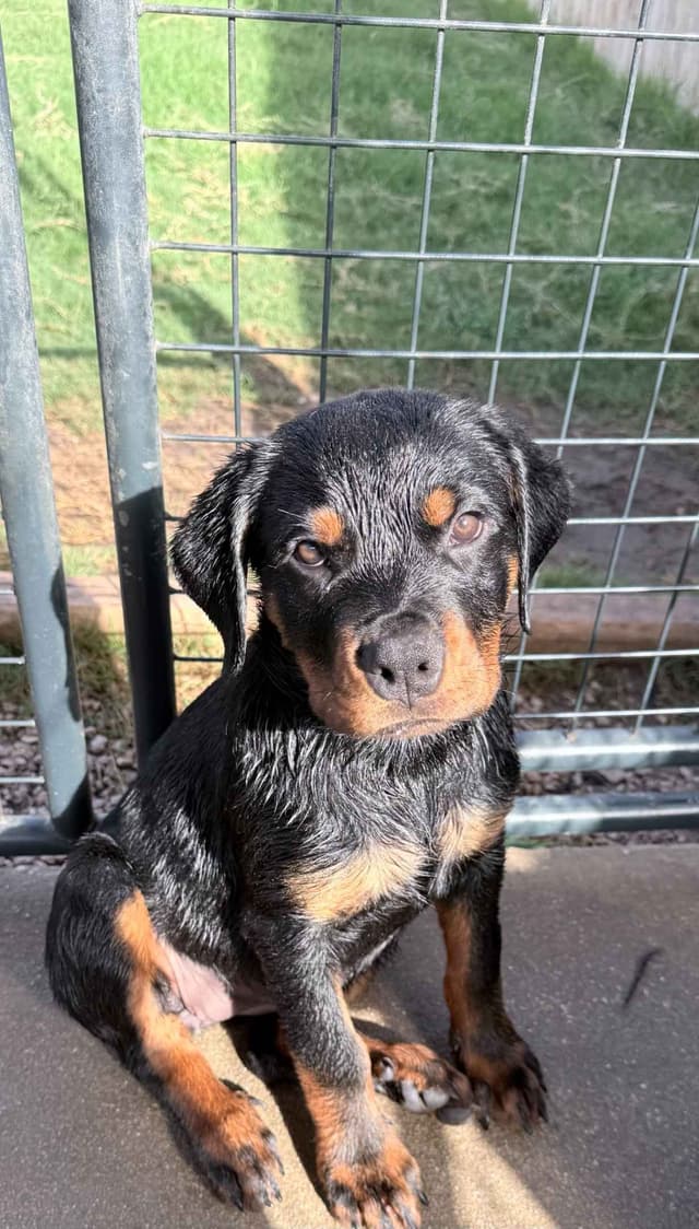 Rottweiler Puppies media 11