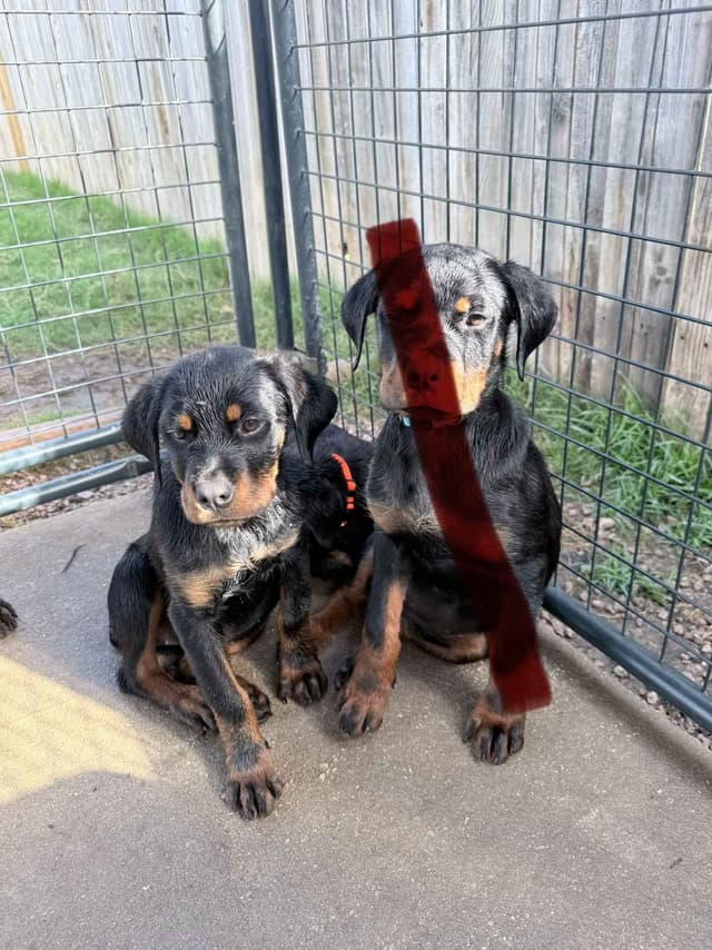 Rottweiler Puppies media 12