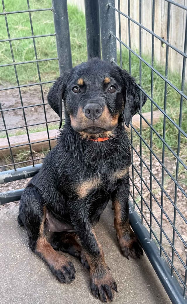 Rottweiler Puppies media 13