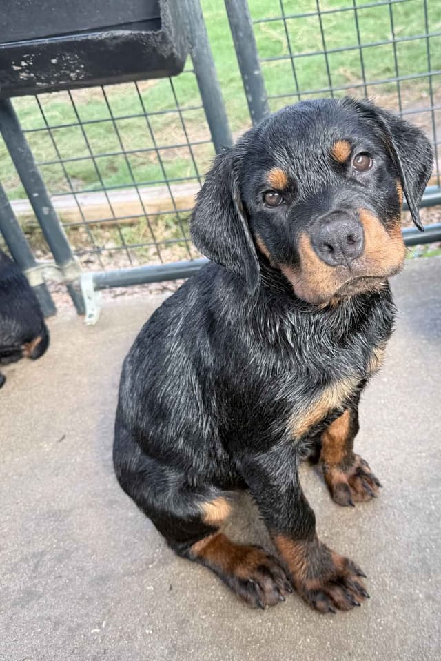 Rottweiler Puppies media 14