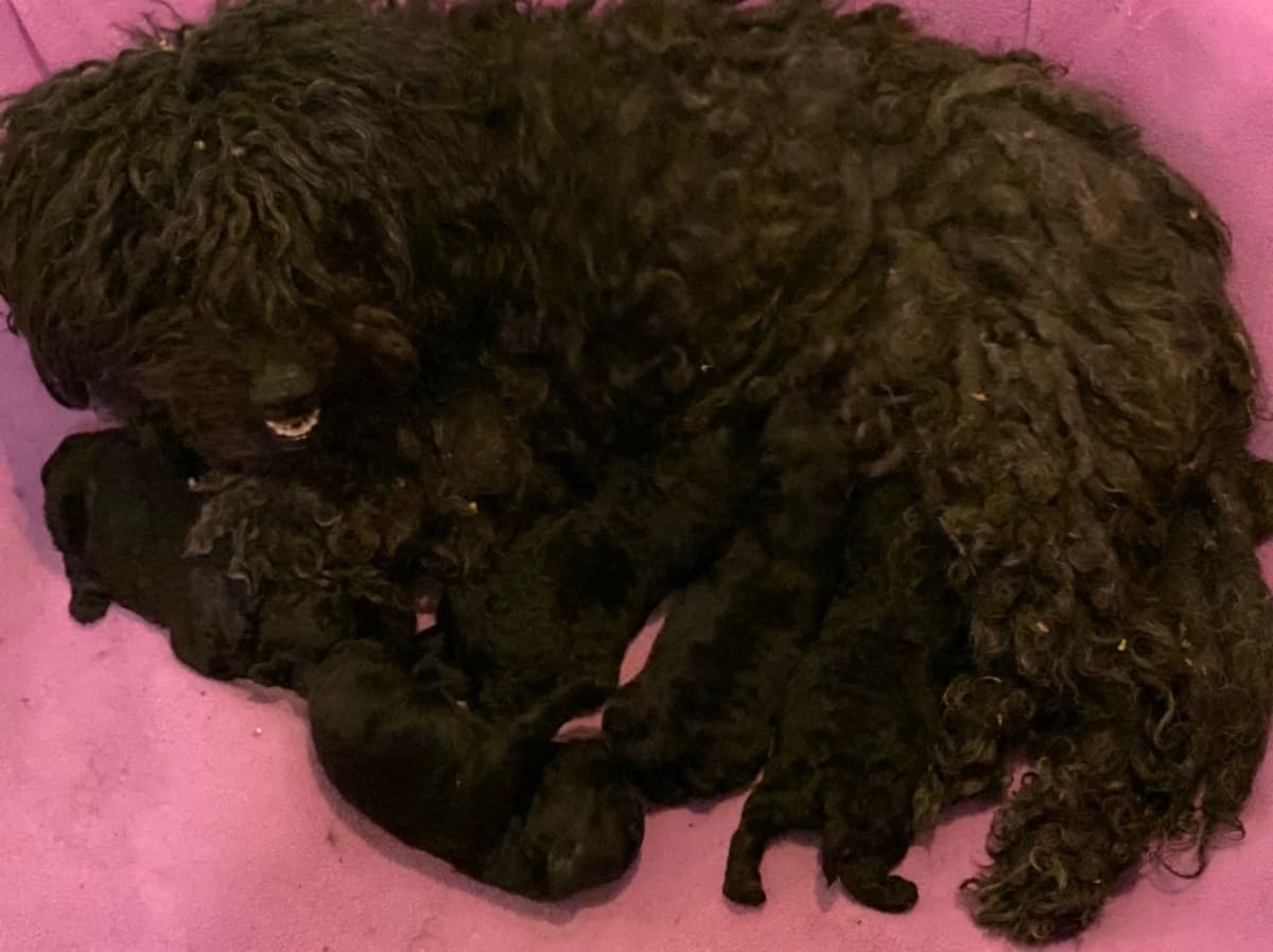 Puli Puppies breeder image 1
