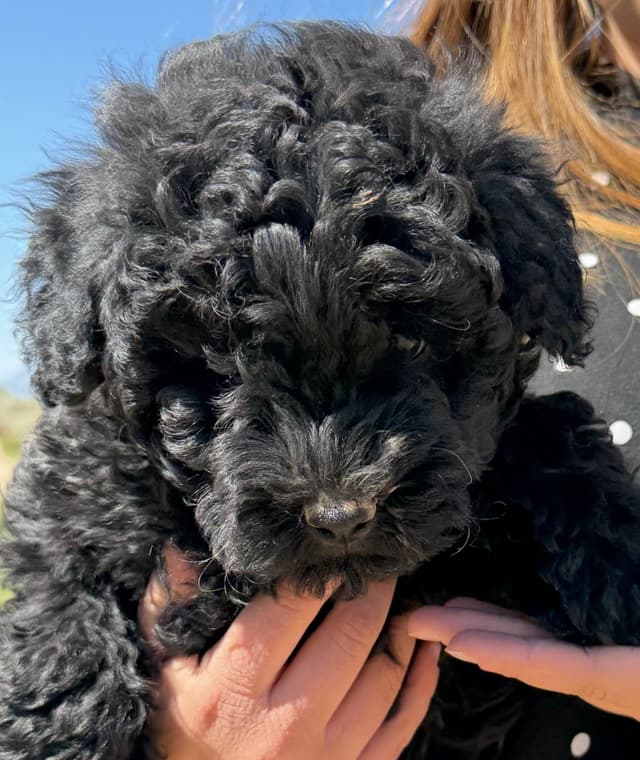 Puli Puppies media 2