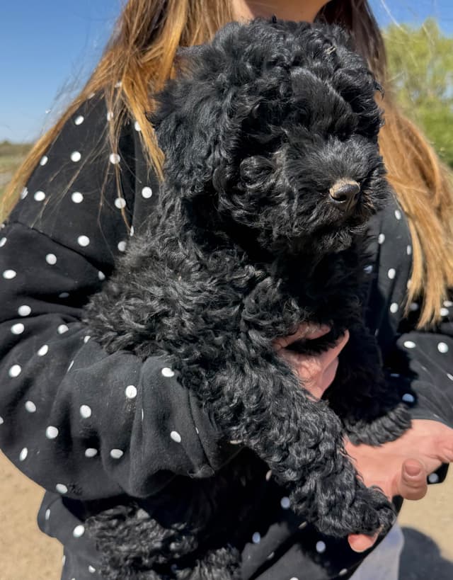 Puli Puppies media 3