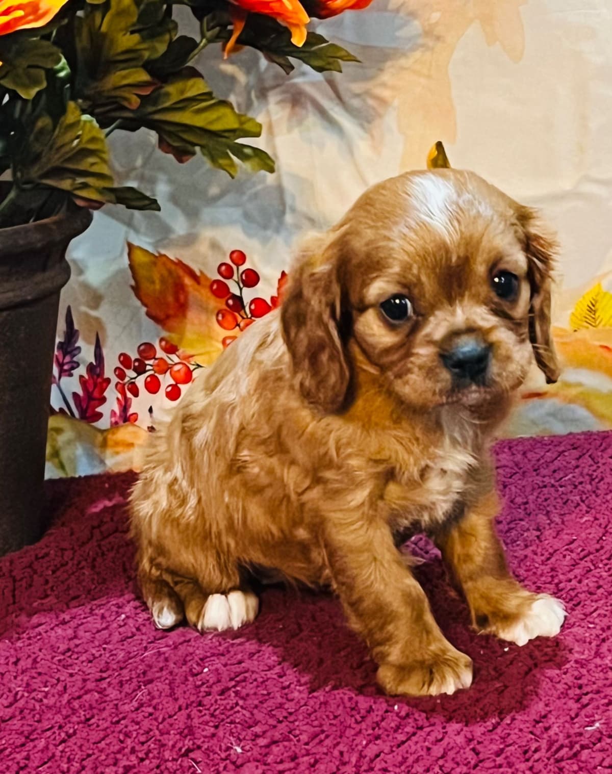 Cavalier King Charles Spaniel Puppies breeder image 1