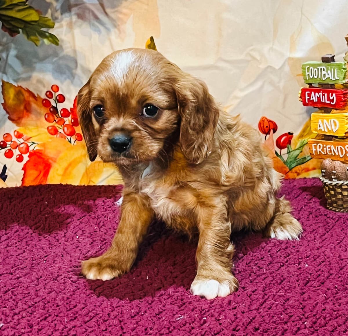 Cavalier King Charles Spaniel Puppies breeder image 2