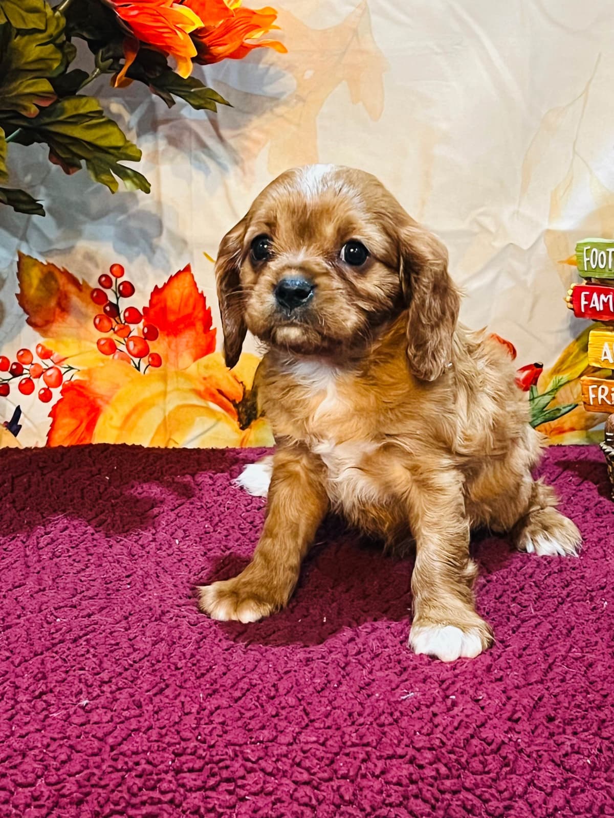 Cavalier King Charles Spaniel Puppies breeder image 4