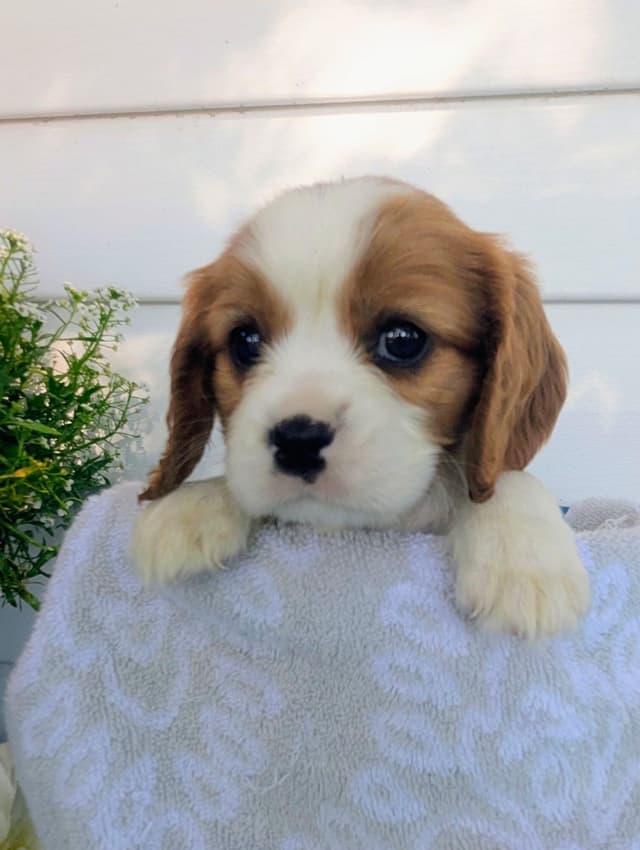 Cavalier King Charles Spaniel Puppies media 2