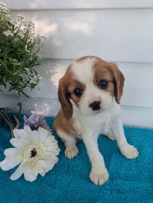 Cavalier King Charles Spaniel Puppies media 3