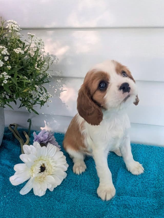 Cavalier King Charles Spaniel Puppies media 4