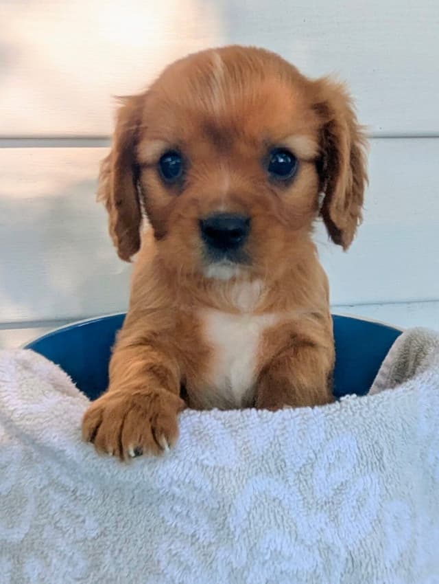 Cavalier King Charles Spaniel Puppies media 5