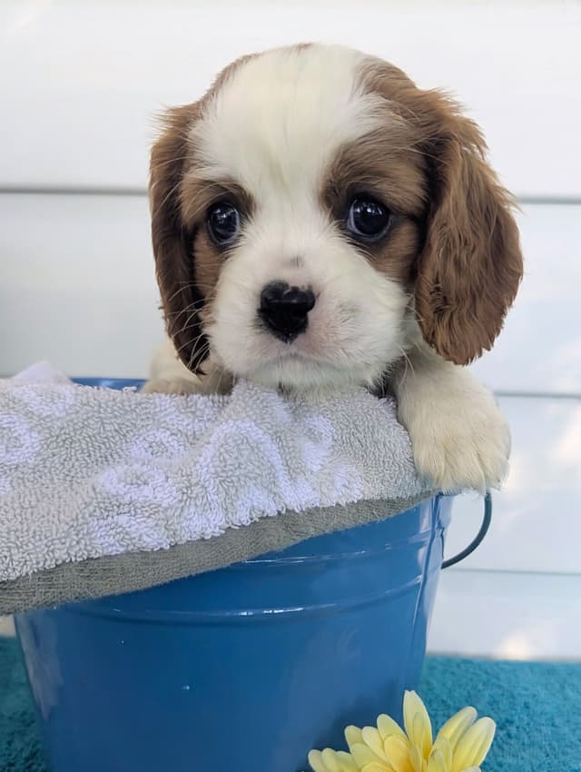 Cavalier King Charles Spaniel Puppies media 10