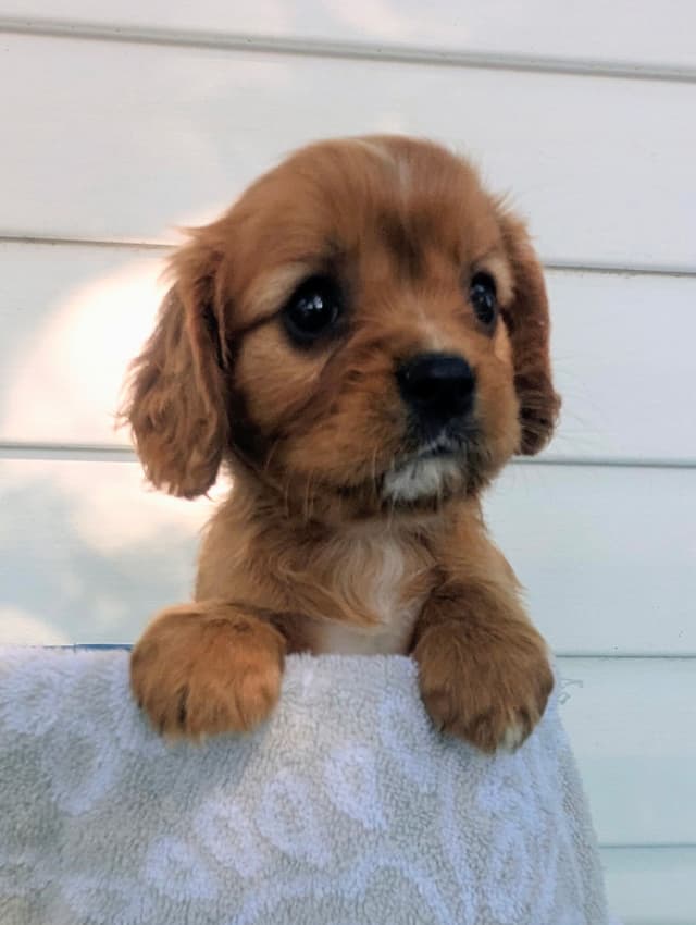 Cavalier King Charles Spaniel Puppies media 7