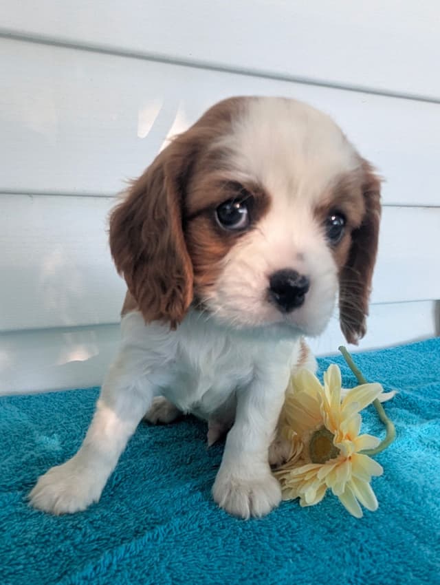 Cavalier King Charles Spaniel Puppies media 11