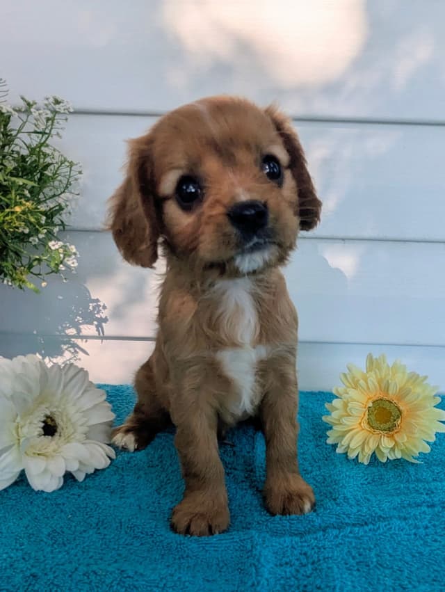 Cavalier King Charles Spaniel Puppies media 8