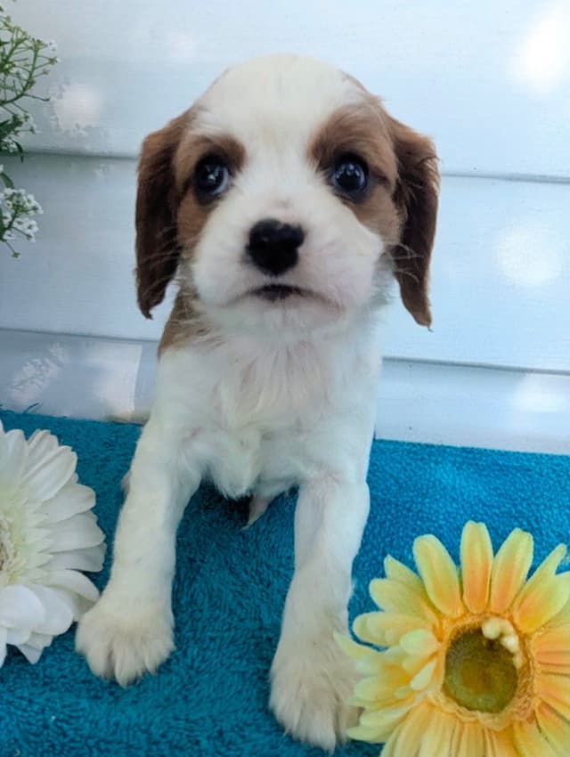 Cavalier King Charles Spaniel Puppies media 12