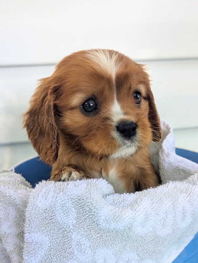 Cavalier King Charles Spaniel Puppies media 13