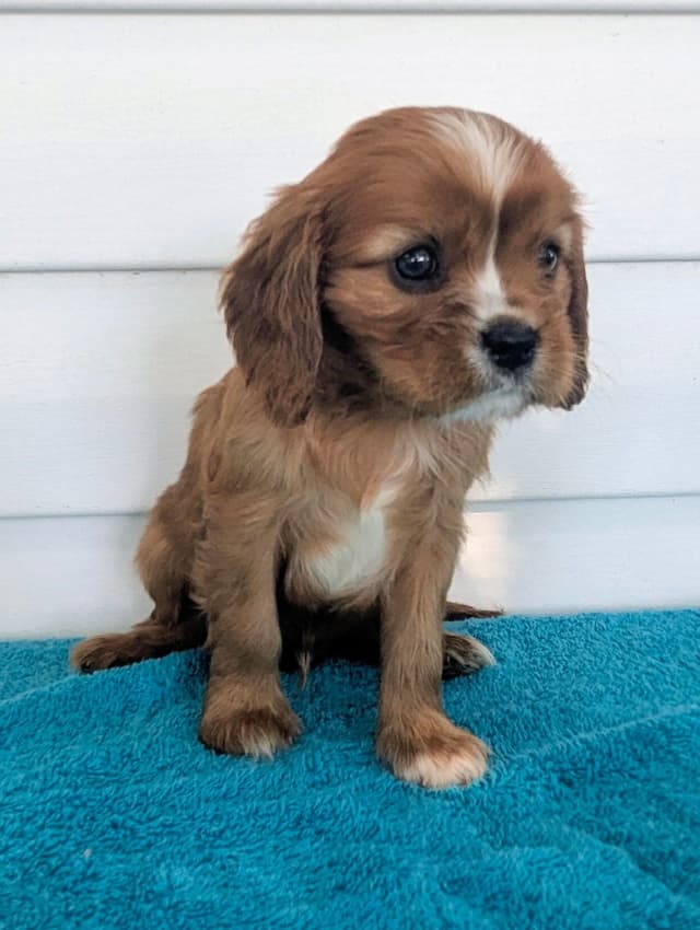 Cavalier King Charles Spaniel Puppies media 14