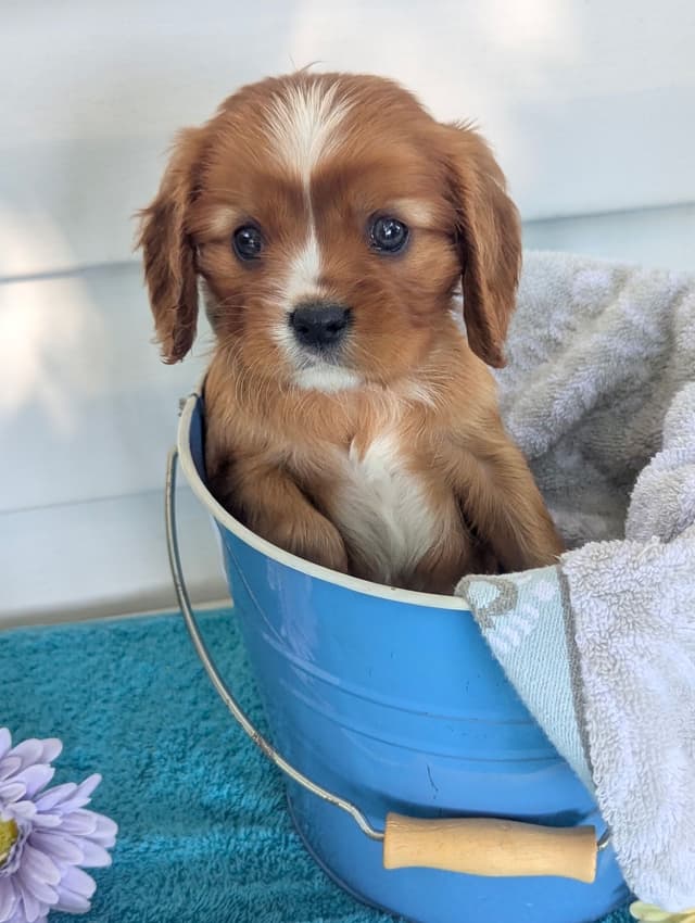 Cavalier King Charles Spaniel Puppies media 16