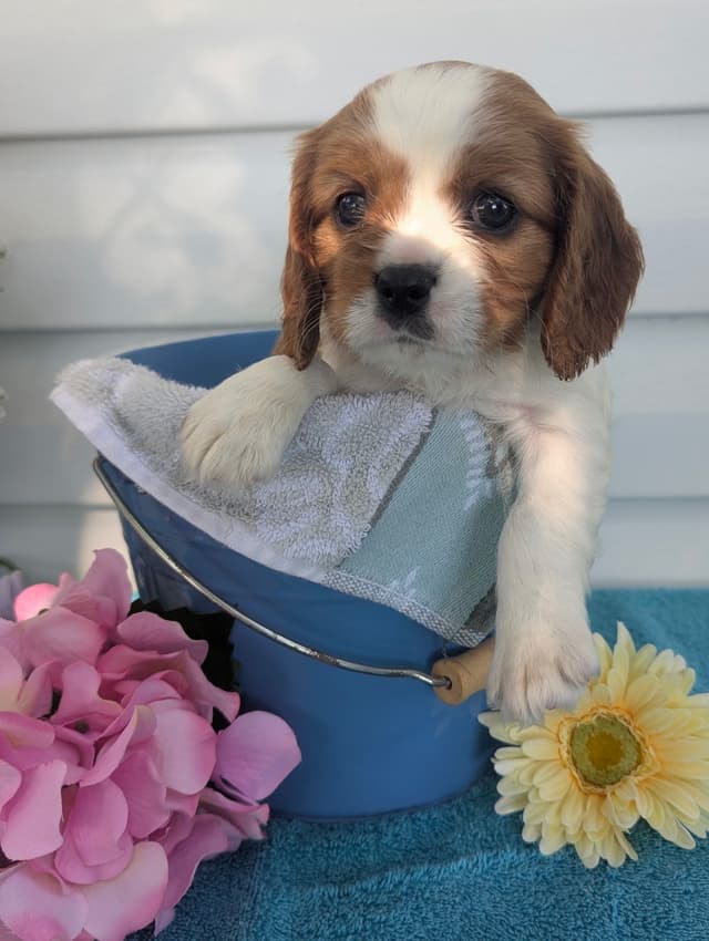 Cavalier King Charles Spaniel Puppies media 17