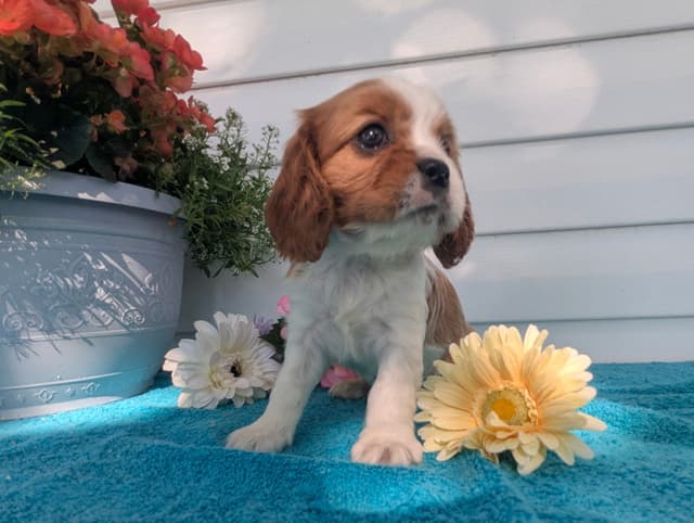 Cavalier King Charles Spaniel Puppies media 18