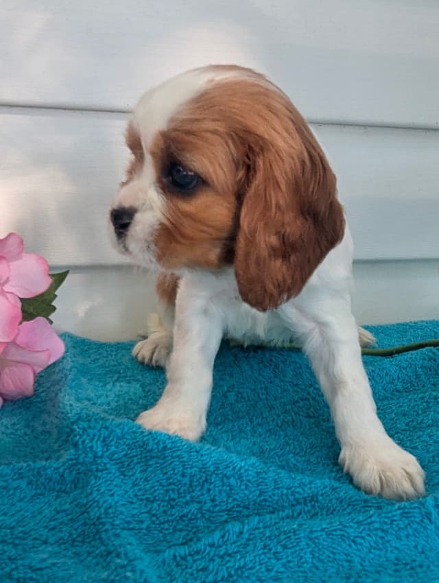 Cavalier King Charles Spaniel Puppies media 19