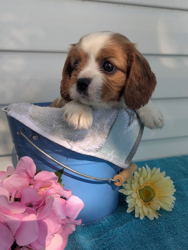 Cavalier King Charles Spaniel Puppies media 20