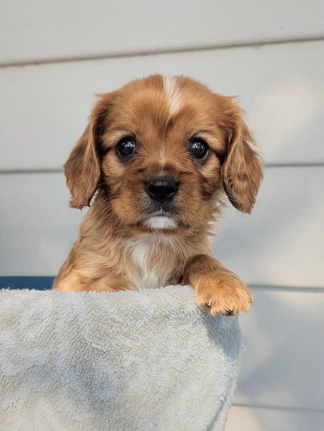 Cavalier King Charles Spaniel Puppies media 21