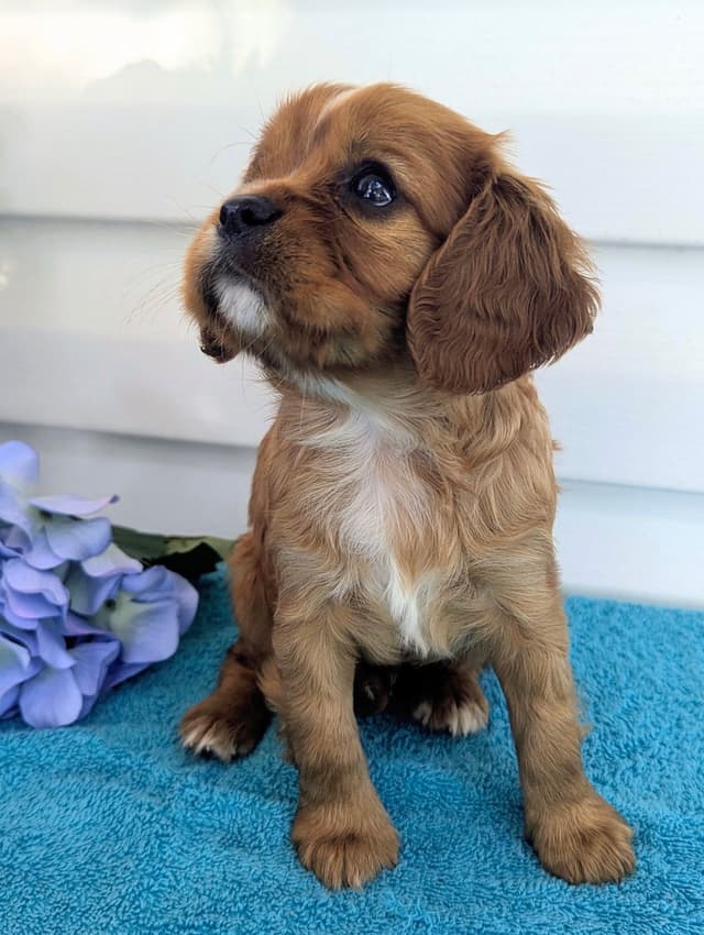 Cavalier King Charles Spaniel Puppies media 22