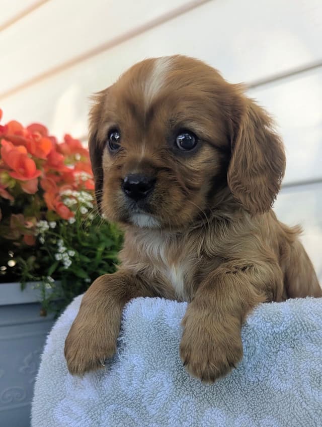 Cavalier King Charles Spaniel Puppies media 23