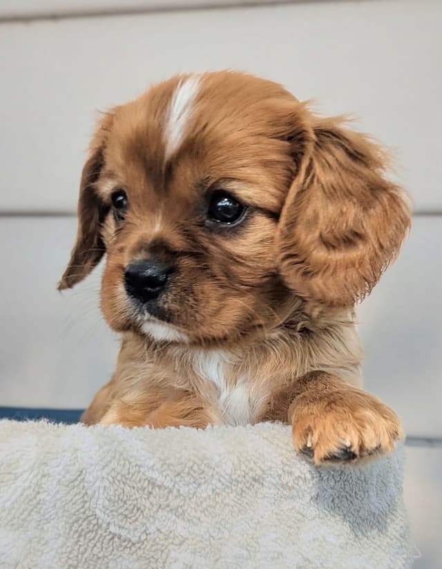Cavalier King Charles Spaniel Puppies media 24