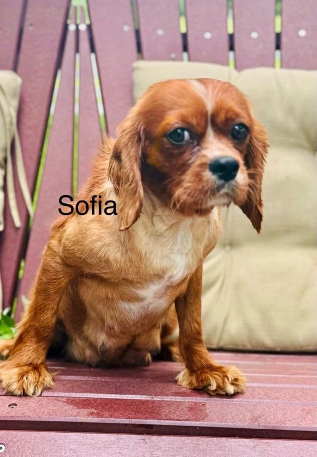 Cavalier King Charles Spaniel Puppies media 25